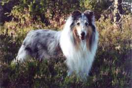 Katko