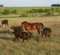 texasseahorse.com Katrene