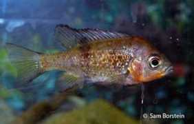 cichlidae.com Katria