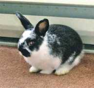 gotsmallanimalsonline.com Katriona