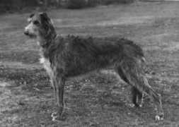 deerhound.co.uk Katriona