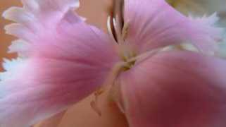 Kattar