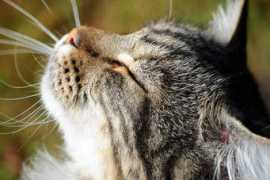 Kattes