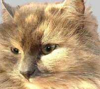 Kattr
