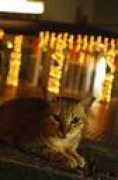 Katty