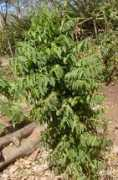 Katuk