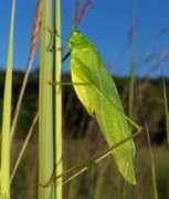 Katydid
