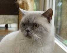 wicki-silvia.ch Kavida