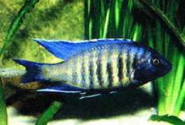 Kawanga