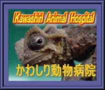 leoleocf.com Kawashiri