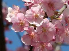 botanic.jp Kawazu