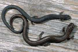 californiaherps.com Kawia