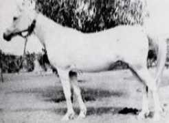 Kawsar