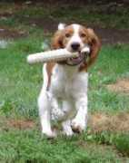 trinitygoldens.com Kaydin