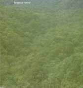 Kayea