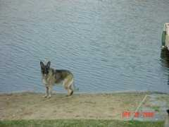 germanshepherds.com Kayelle