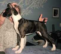 shadowdaleboxers.com Kaylib