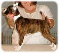 shadowdaleboxers.com Kaylib