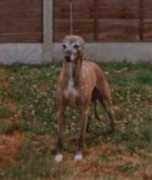 thewhippetarchives.net Kaymark