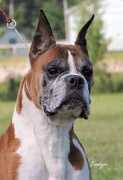 shadowdaleboxers.com Kaynine