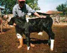 egevet.com.tr Kayrul