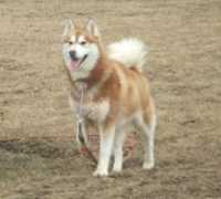 Kayuk