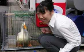 fujita-hu.ac.jp Kayuri
