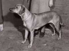 Kazembe