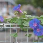 fotoblur.com Kazutoshi
