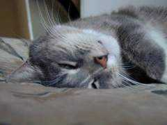 catster.com Keatin
