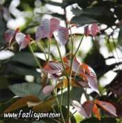 fazlisyam.com Kecapi