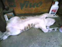 Kecik