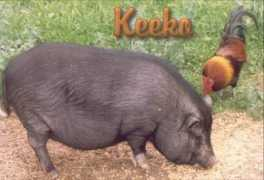 Keeko