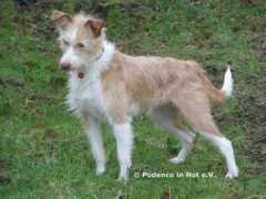 podenco-in-not.de Keelani