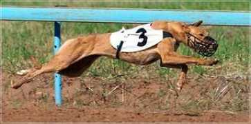 dierenfysio.nl Keemel