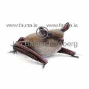fauna.is Keeni