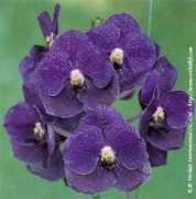 orchidkb.com Keeree