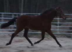 majesticgaits.com Keersten