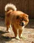members.petfinder.com Keeto