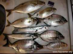 Kefal