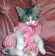 gotpetsonline.com Keiara