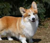 Keiffer