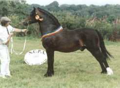 welshcobs.info Keiman