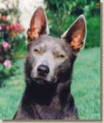 oatlandkelpies.com Keirra