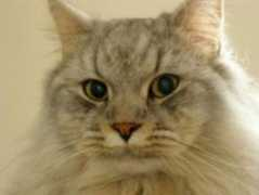 keittasiberians.com Keitta