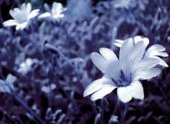 feed.indafoto.hu Kekito