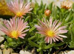 about-garden.com Kelaidis