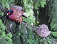 lukijoidenkuvat.hs.fi Kelavuori