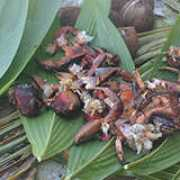 tokelau.org.nz Kelemeni