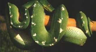 moreliaviridis.yuku.com Kelila